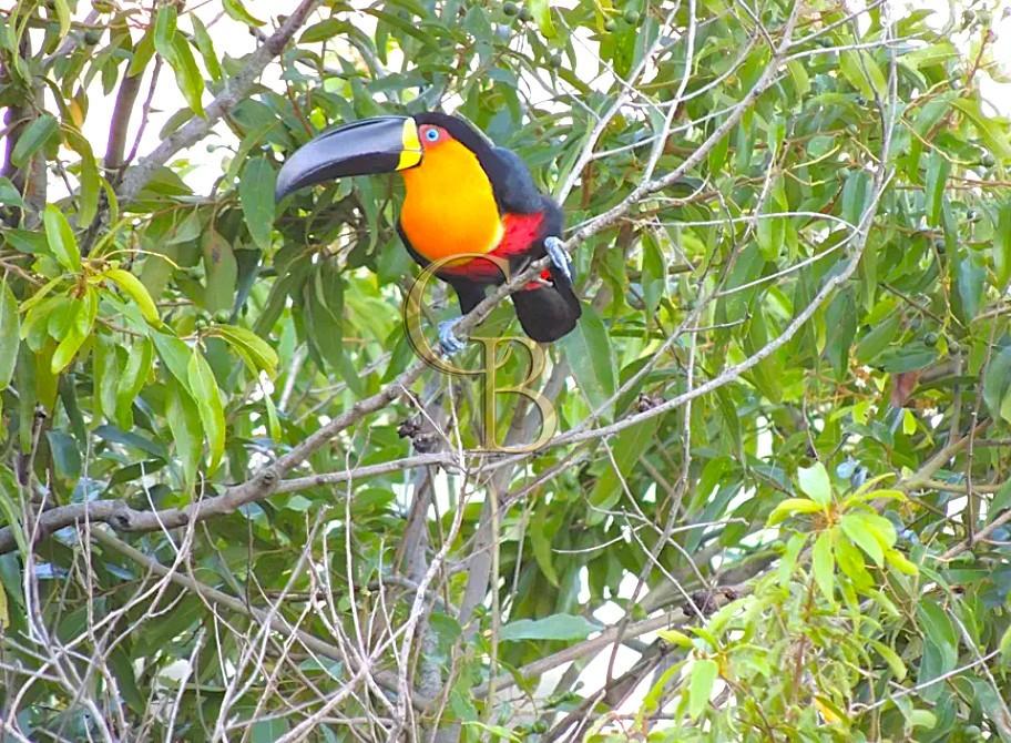 CASA JARDM BOTÂNICO VENDA